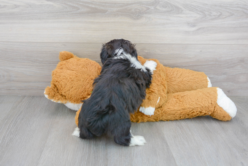 Fluffy Teddy Bear Designer Pup