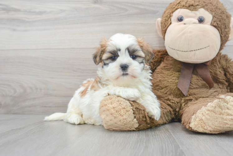 Teddy Bear Pup Being Cute