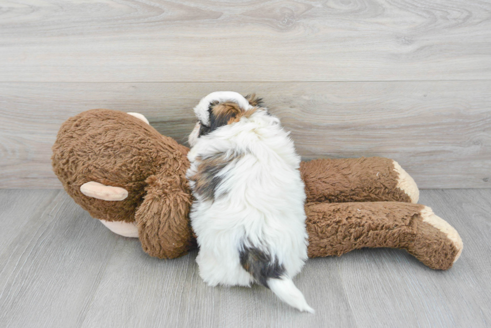 Teddy Bear Pup Being Cute