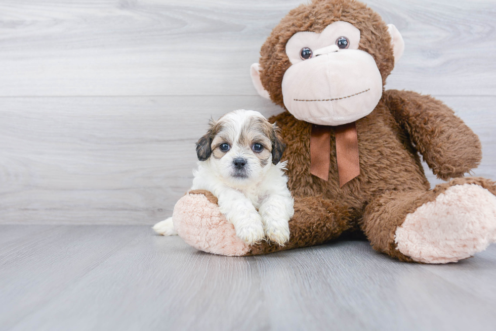 Popular Teddy Bear Designer Pup