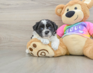 6 week old Teddy Bear Puppy For Sale - Premier Pups