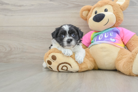 Popular Teddy Bear Designer Pup