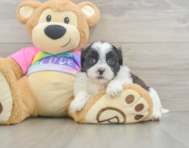 6 week old Teddy Bear Puppy For Sale - Premier Pups