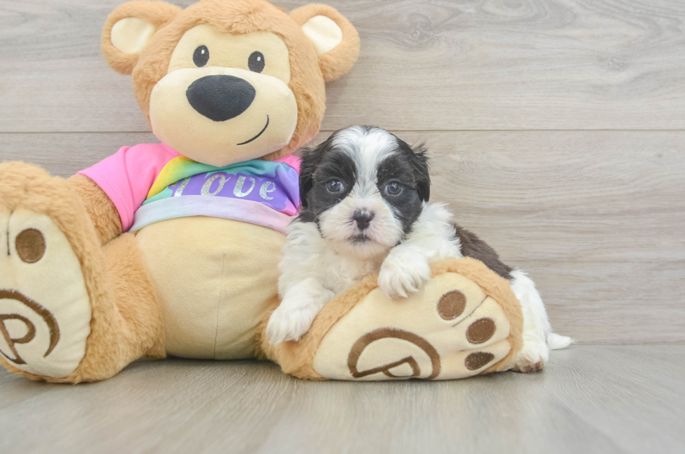 5 week old Teddy Bear Puppy For Sale - Premier Pups