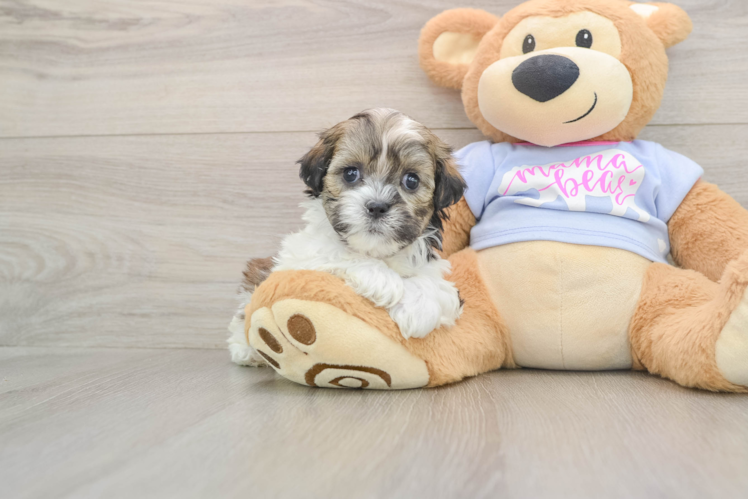 Teddy Bear Puppy for Adoption