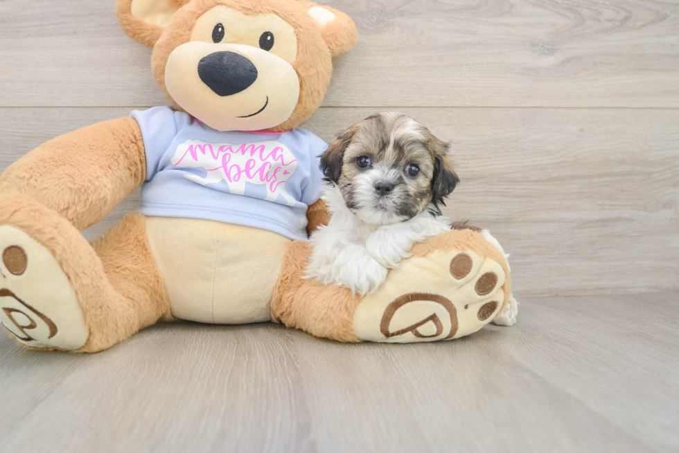Teddy Bear Puppy for Adoption