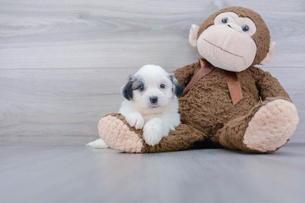 Teddy Bear Pup Being Cute