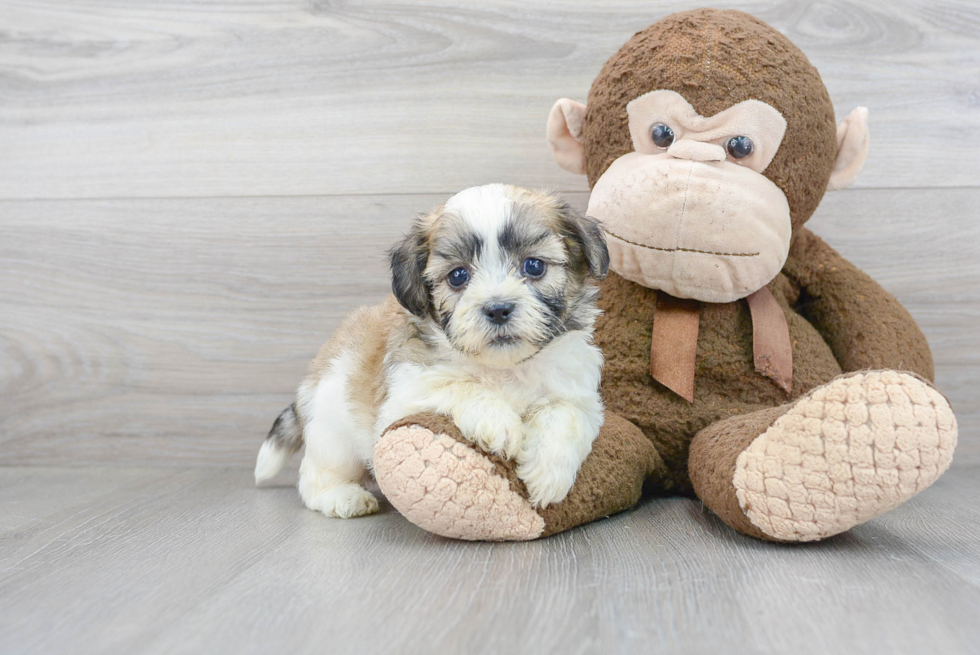 Teddy Bear Pup Being Cute