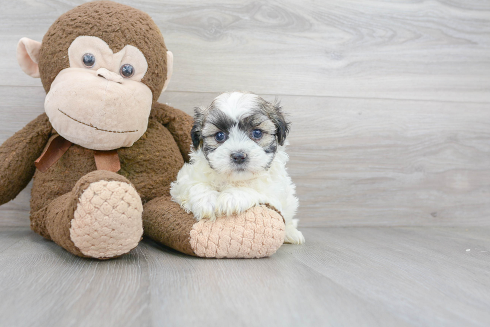 Teddy Bear Pup Being Cute