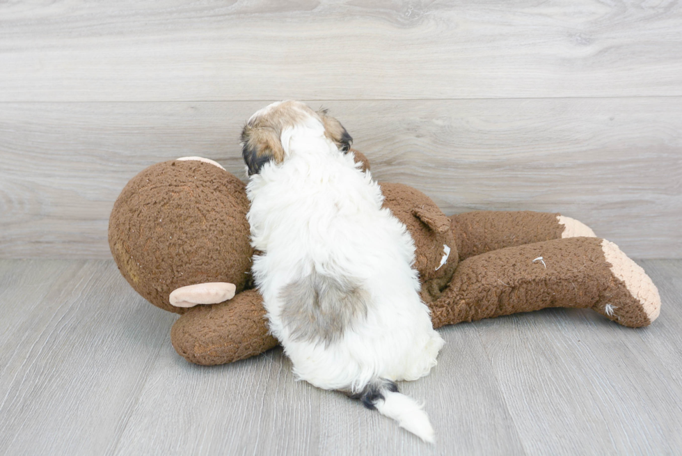 Teddy Bear Pup Being Cute