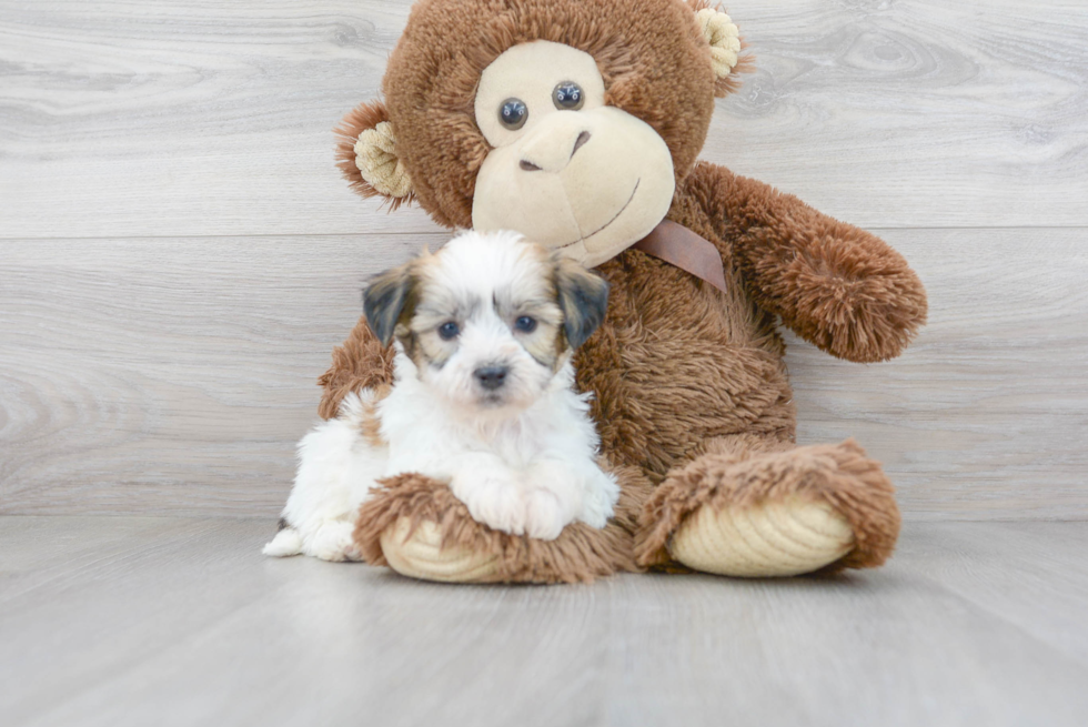 Funny Teddy Bear Designer Pup