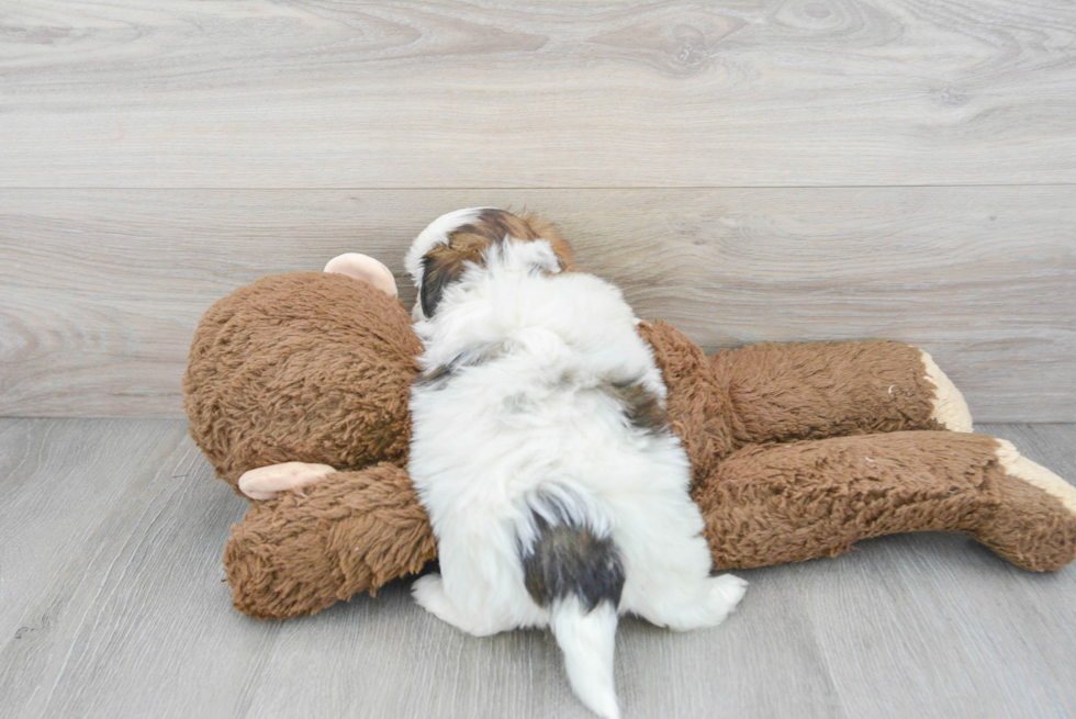 Best Teddy Bear Baby