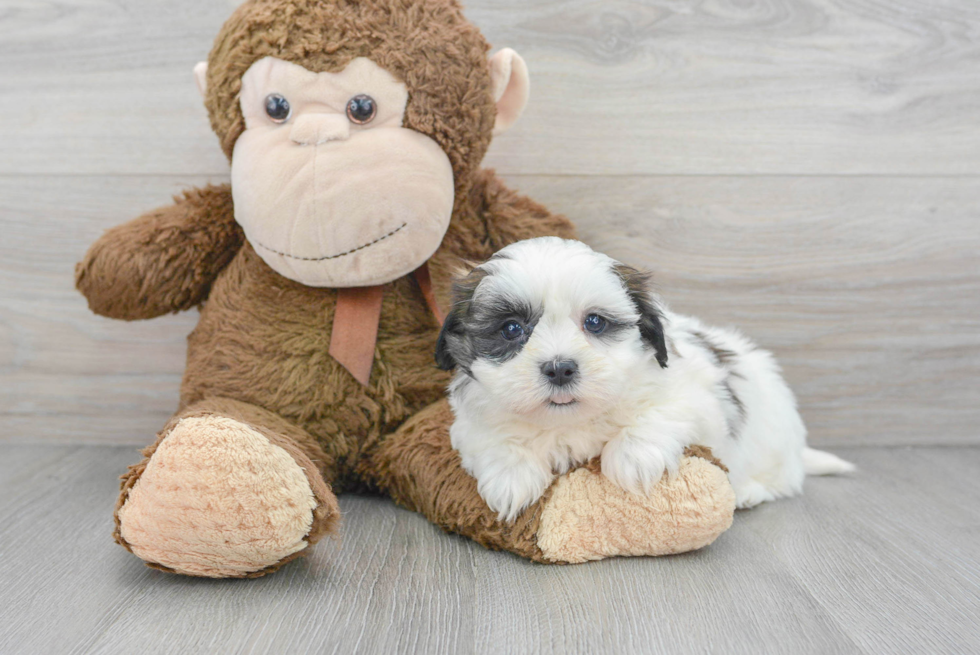 Funny Teddy Bear Designer Pup
