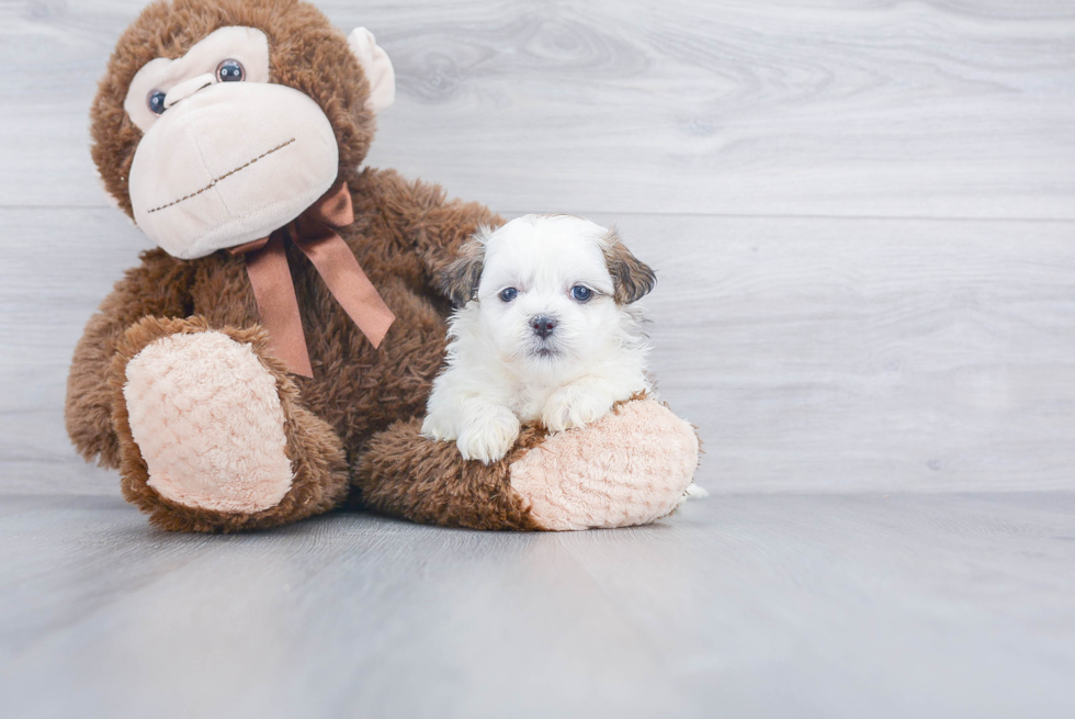 Smart Teddy Bear Designer Pup