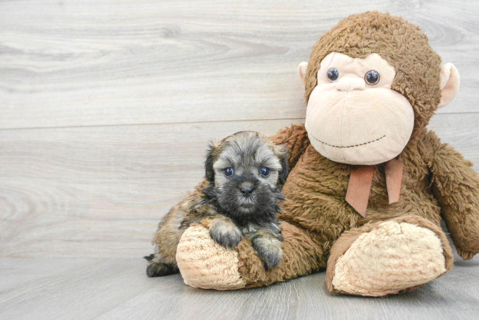 Petite Teddy Bear Designer Pup