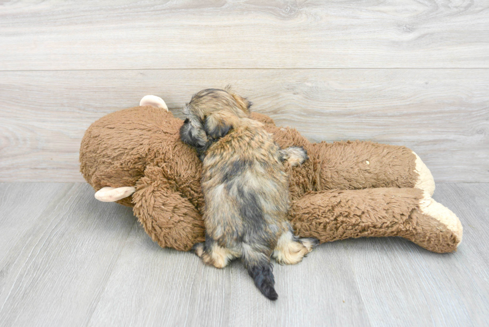 Teddy Bear Pup Being Cute