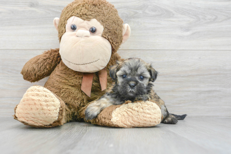 Teddy Bear Puppy for Adoption