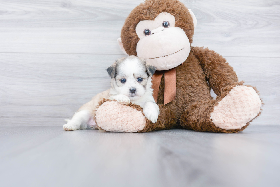 Teddy Bear Pup Being Cute