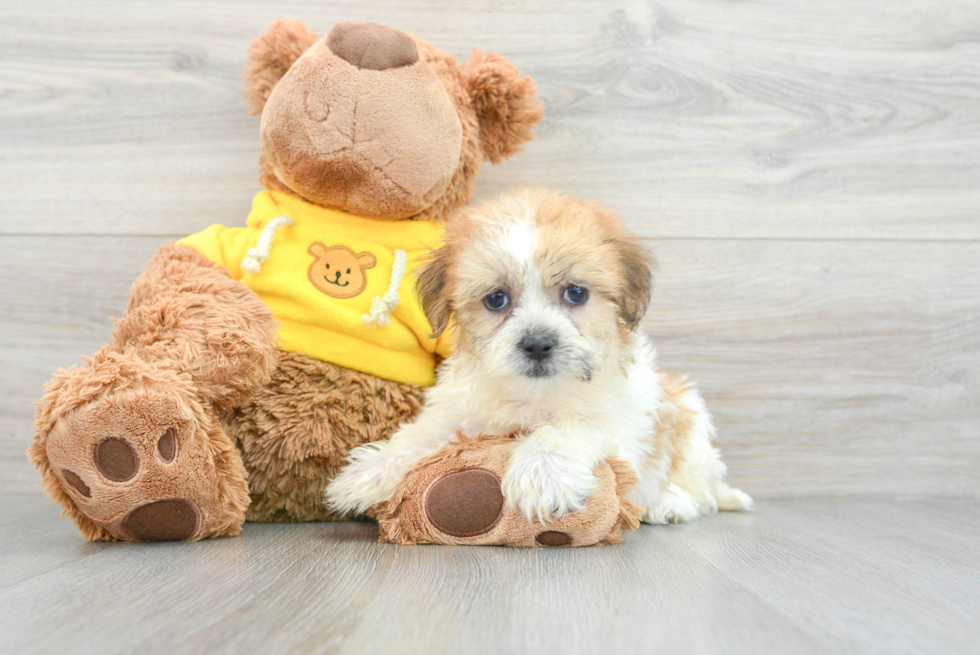 Teddy Bear Puppy for Adoption