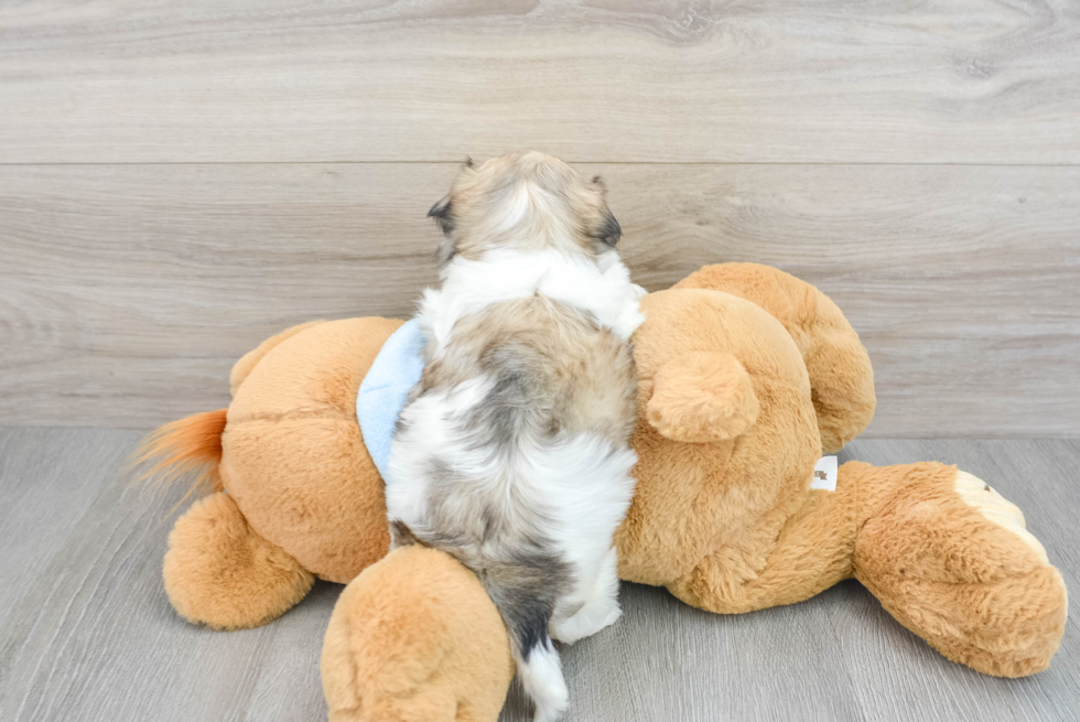 Teddy Bear Pup Being Cute