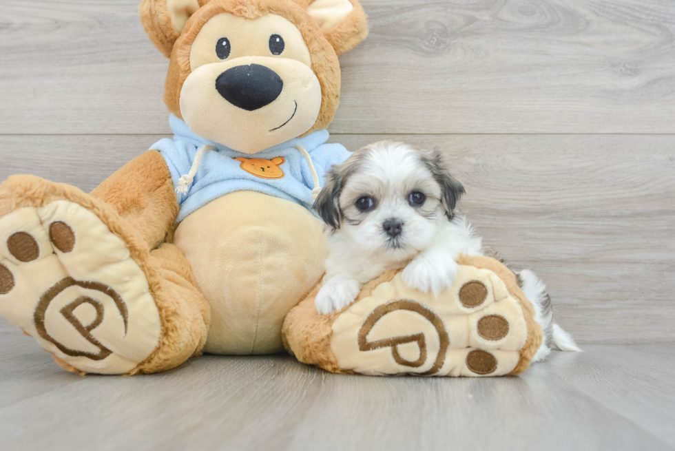 Teddy Bear Pup Being Cute