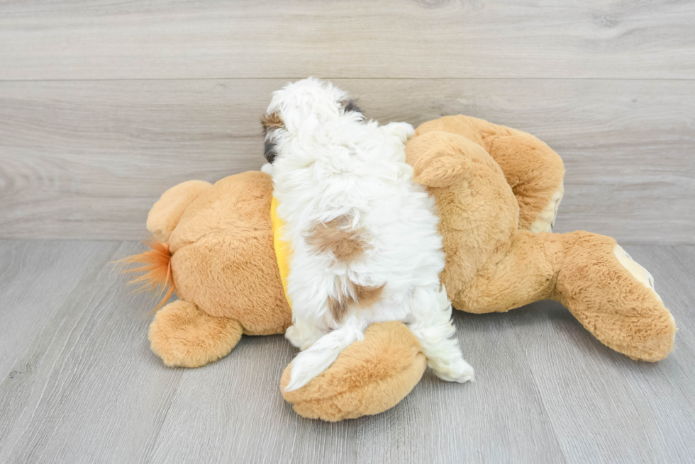 Teddy Bear Puppy for Adoption