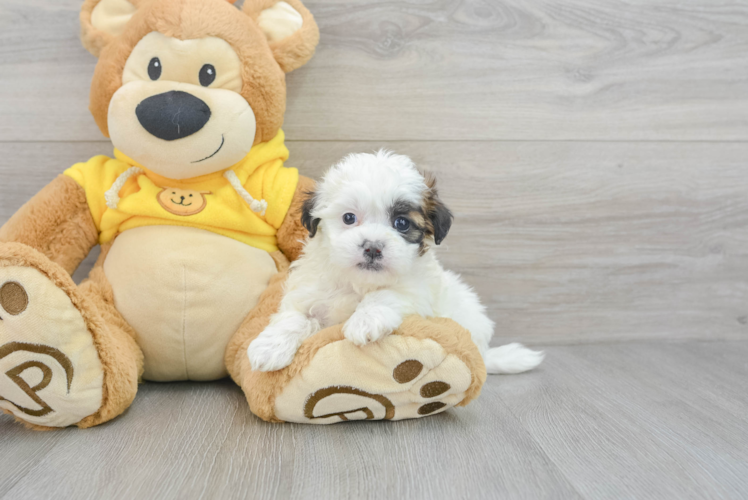 Teddy Bear Puppy for Adoption
