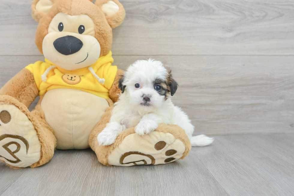 Teddy Bear Puppy for Adoption