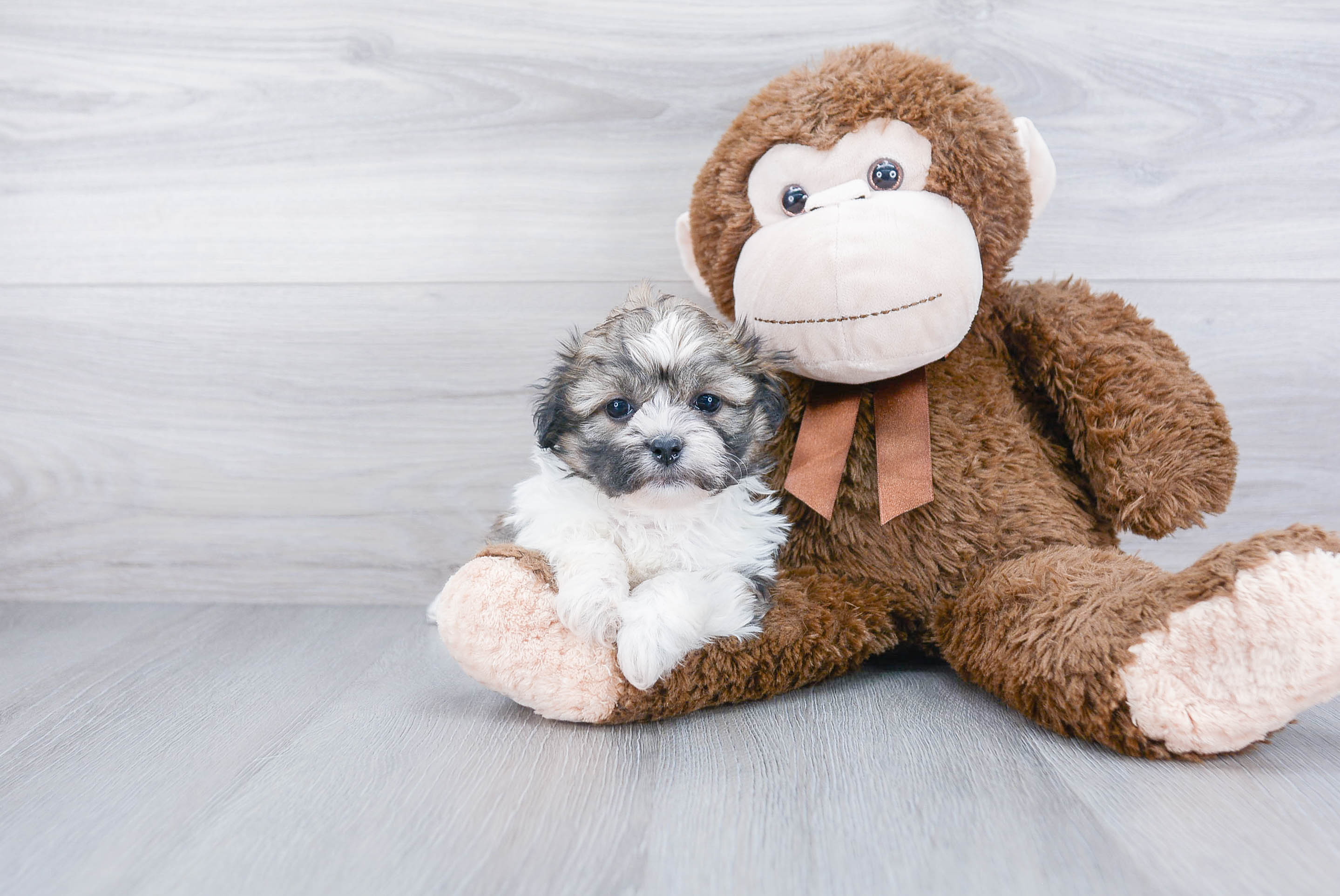 Teddy Bear Puppy for Adoption