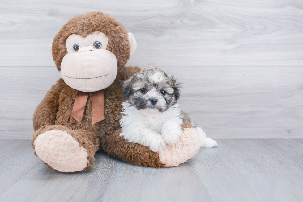 Popular Teddy Bear Designer Pup