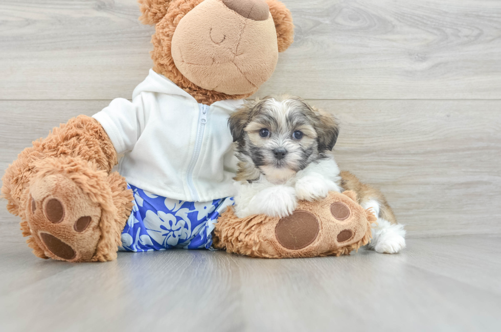 6 week old Teddy Bear Puppy For Sale - Premier Pups