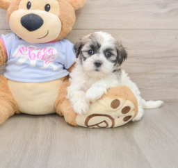 7 week old Teddy Bear Puppy For Sale - Premier Pups