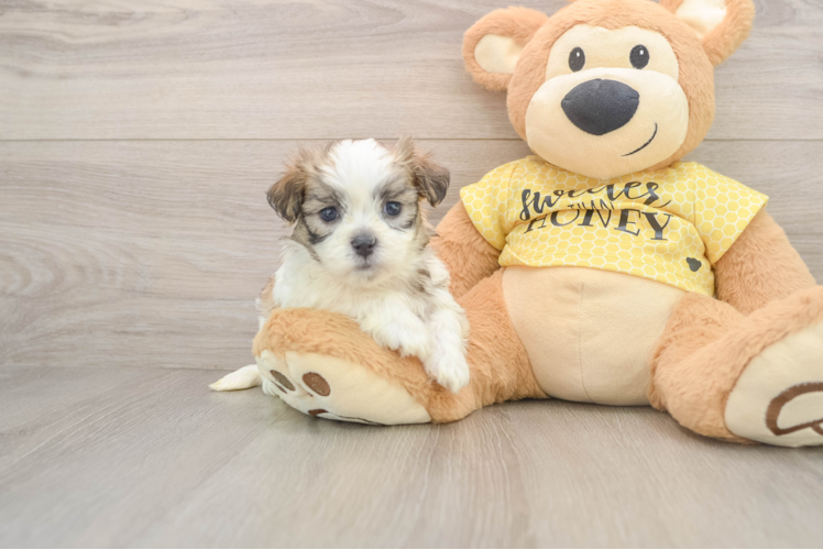 Best Teddy Bear Baby
