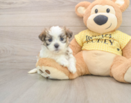 9 week old Teddy Bear Puppy For Sale - Premier Pups