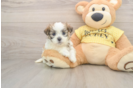 Best Teddy Bear Baby