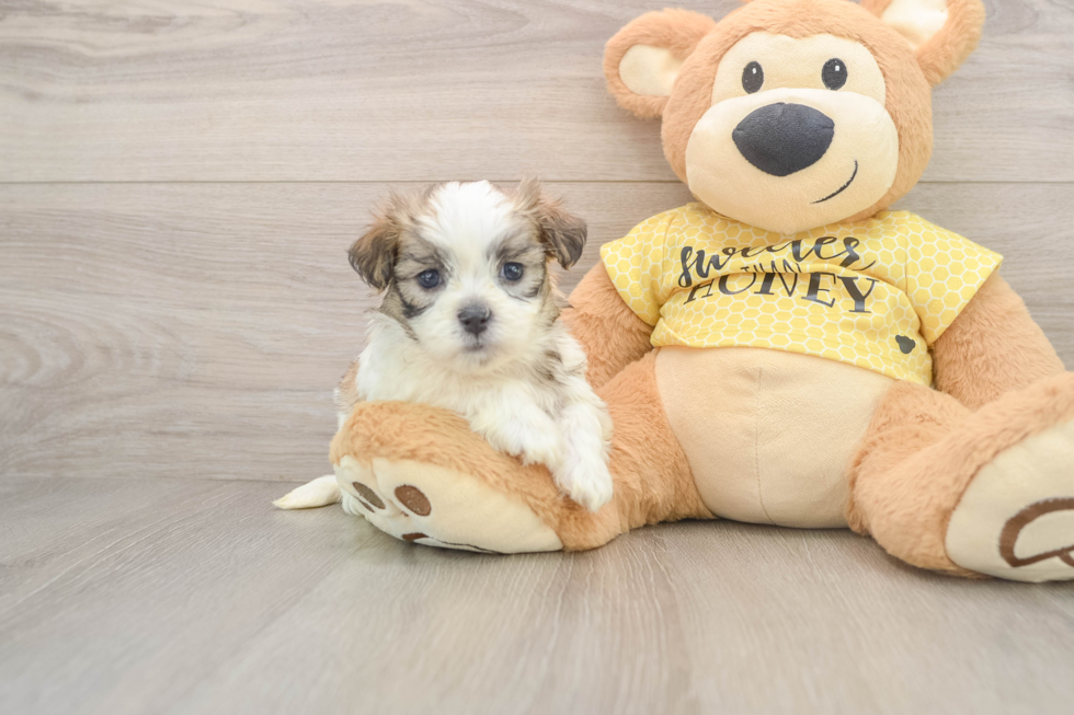 Best Teddy Bear Baby