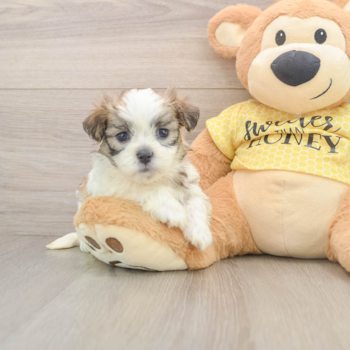 Best Teddy Bear Baby