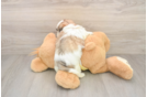 Best Teddy Bear Baby