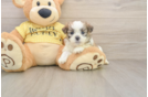 Funny Teddy Bear Designer Pup