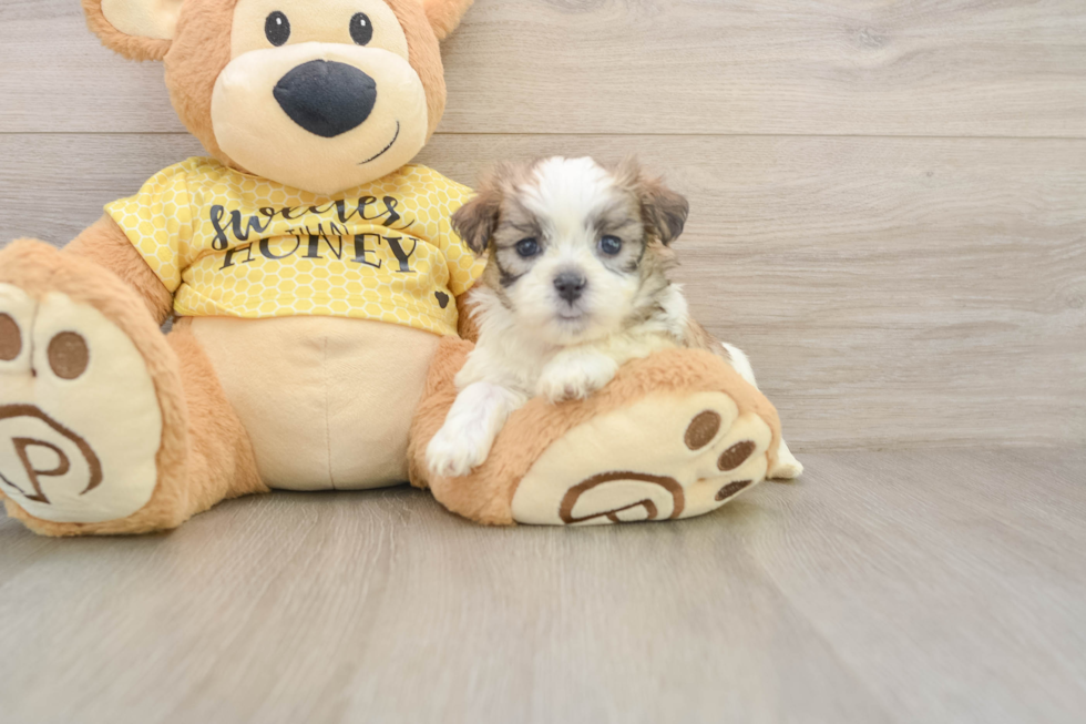 Funny Teddy Bear Designer Pup