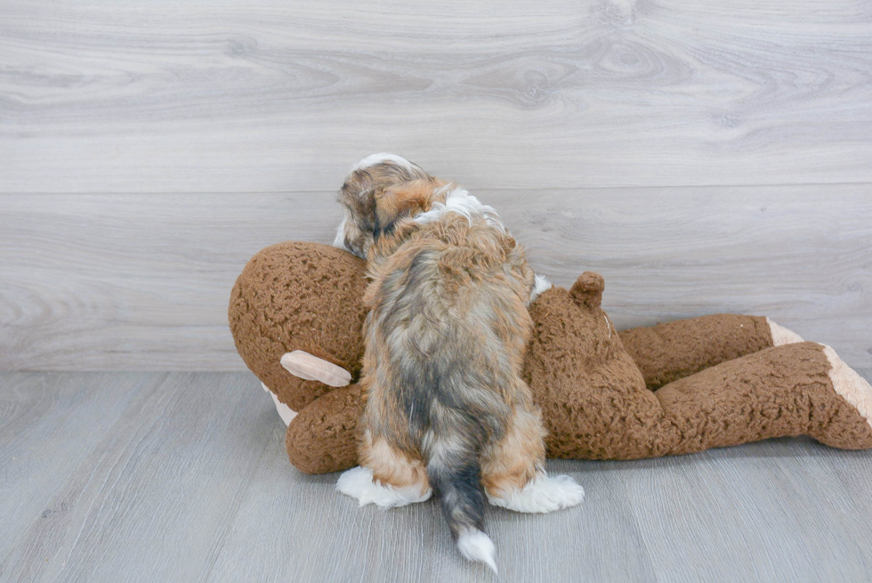 Fluffy Teddy Bear Designer Pup