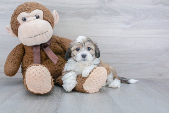 Teddy Bear Pup Being Cute