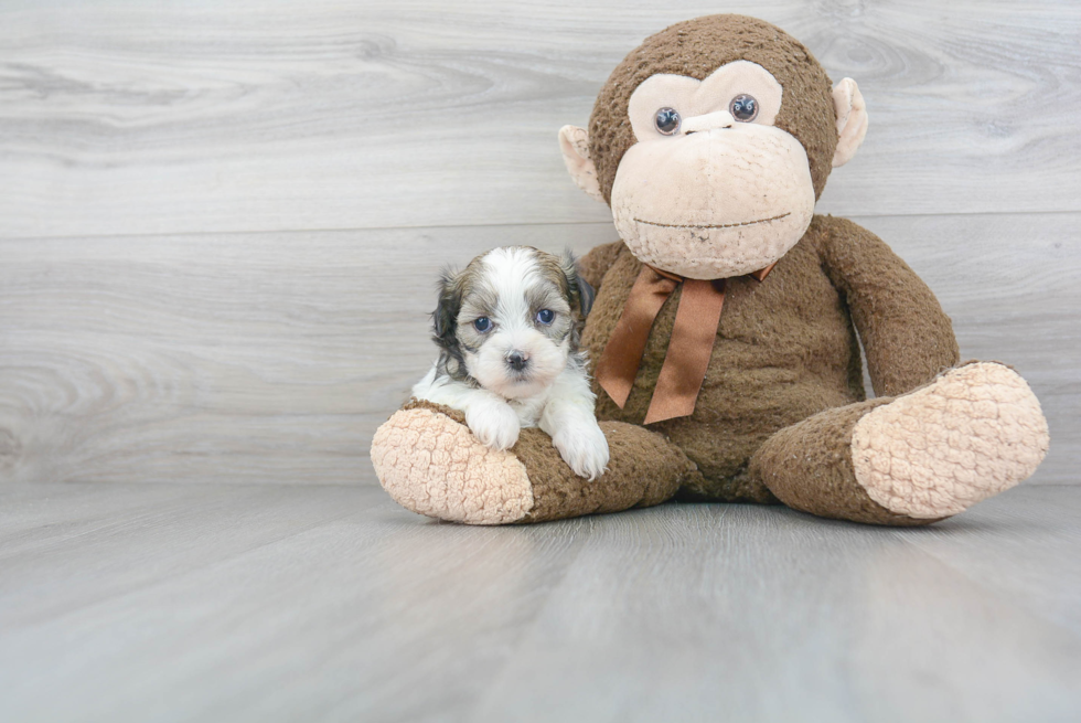 Teddy Bear Pup Being Cute