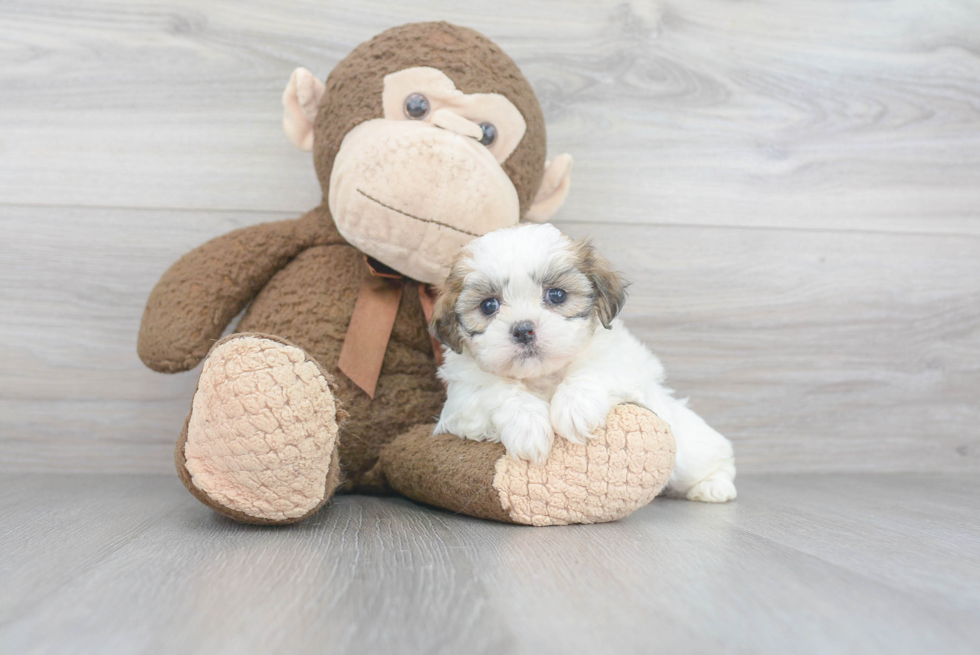 Teddy Bear Pup Being Cute