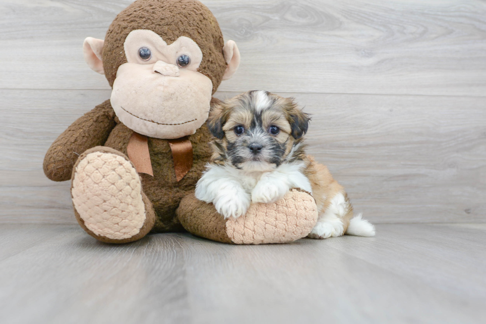 Fluffy Teddy Bear Designer Pup