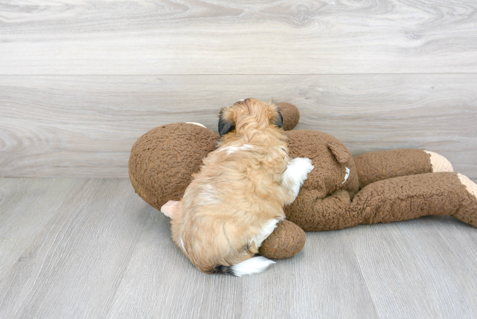 Playful Shichon Designer Puppy