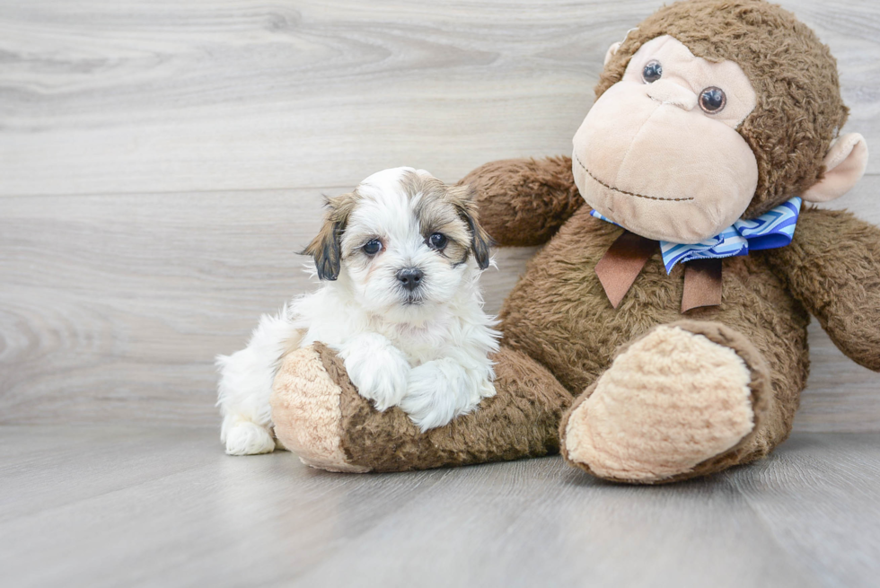 Teddy Bear Pup Being Cute