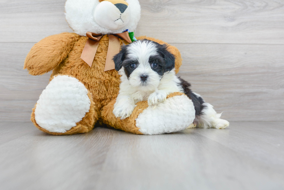 Teddy Bear Puppy for Adoption