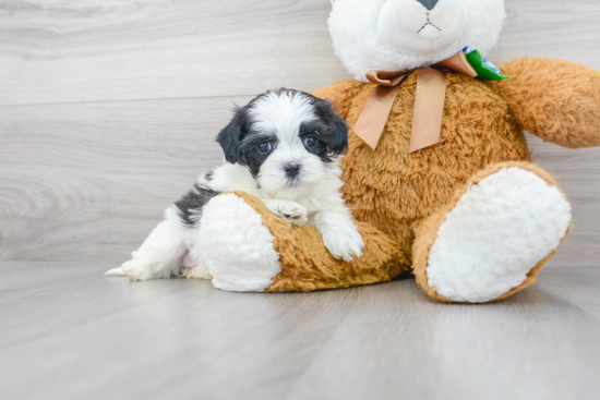 Teddy Bear Pup Being Cute