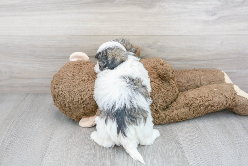 Teddy Bear Pup Being Cute